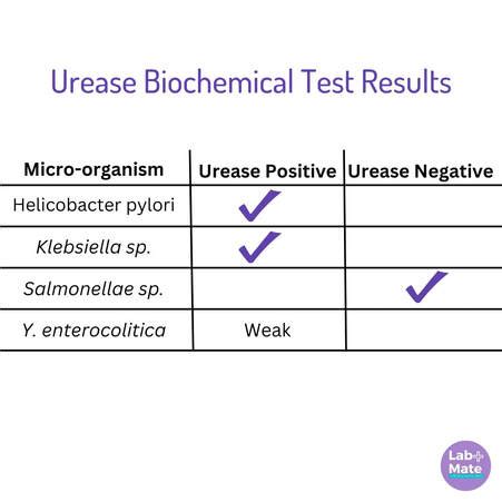 salmonella urease test|Urease Test: Principle, Procedure, Results • Microbe .